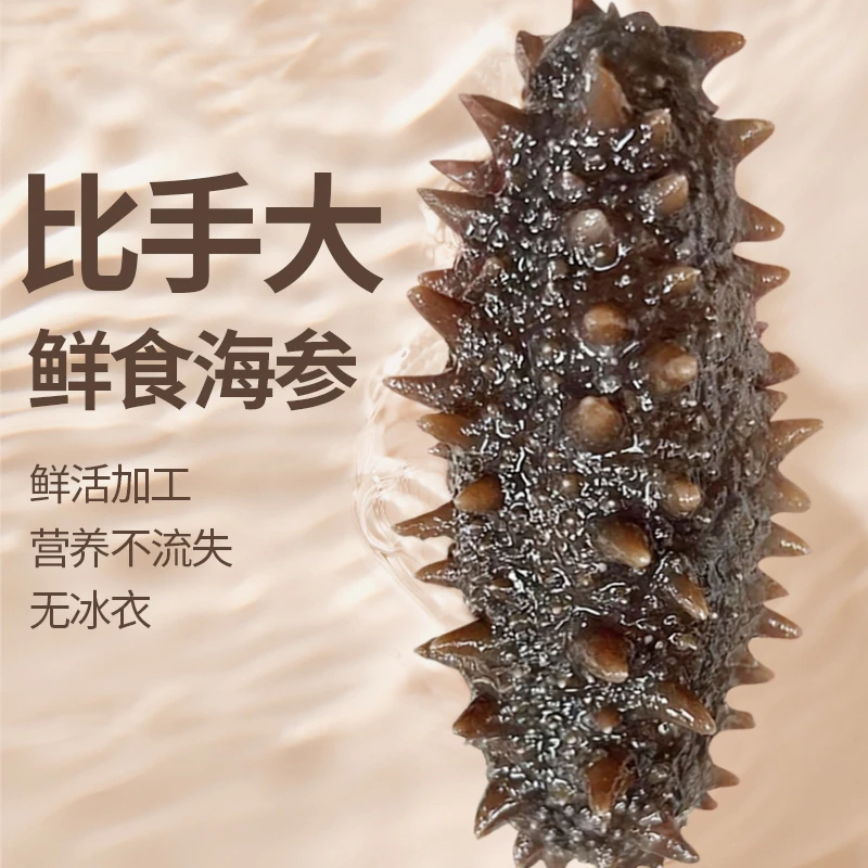 5-7头一斤 即食海参 Q弹鲜食口感 正宗大连辽参刺身