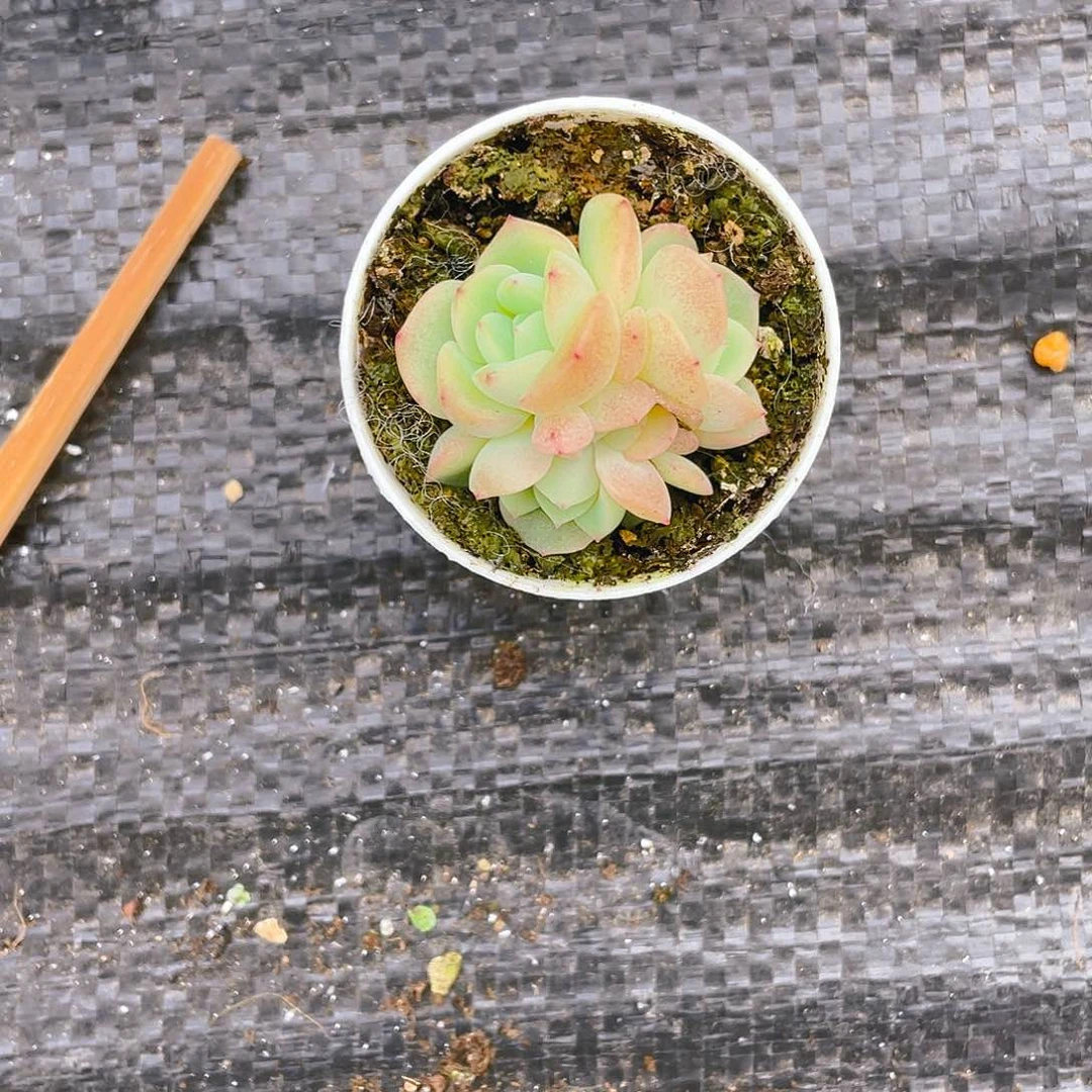 安***可谪仙大4头不包整盆一个满25包邮