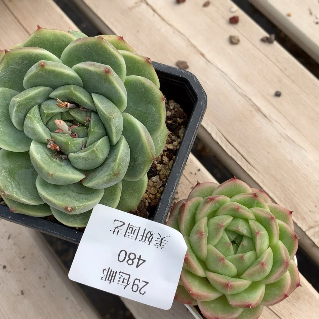 Д****?0615-480 麦杆2颗