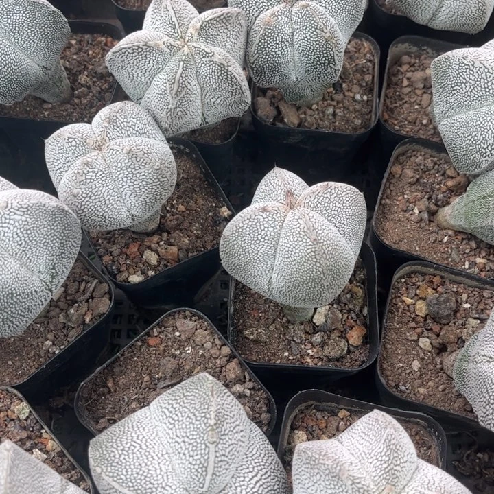 无花朵实生恩冢皮实好养