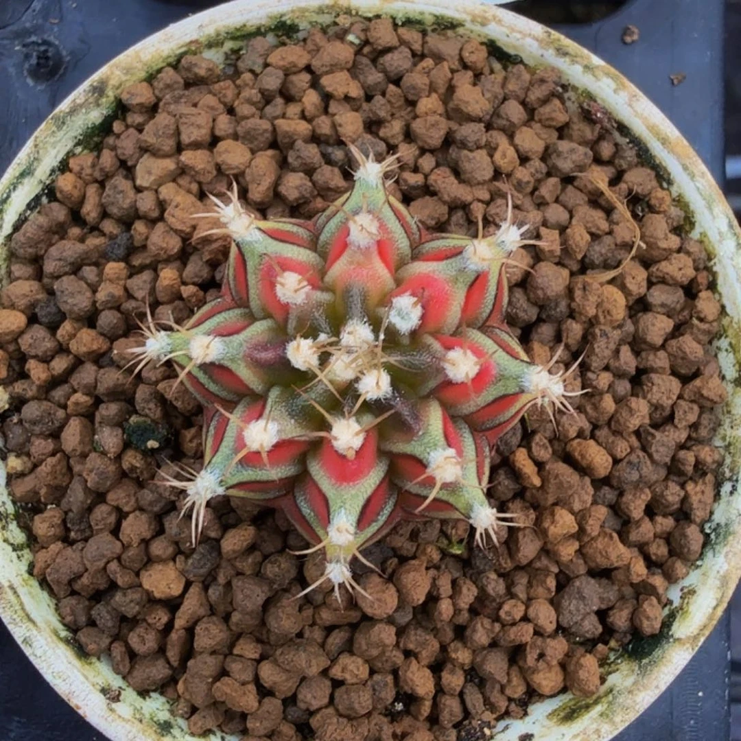 当前无花朵，栽培后可花朵