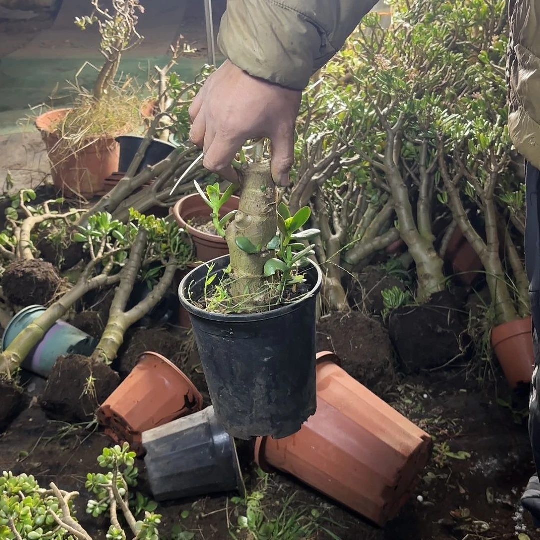 某***某5748青叶红边玉树带土球发货