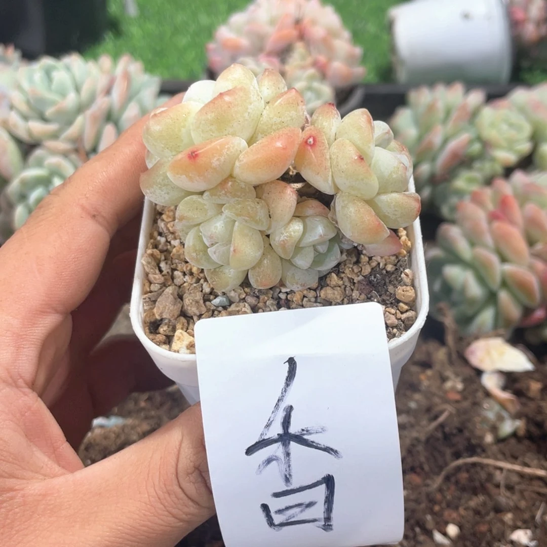 香专拍冰玉老桩群生寄养
