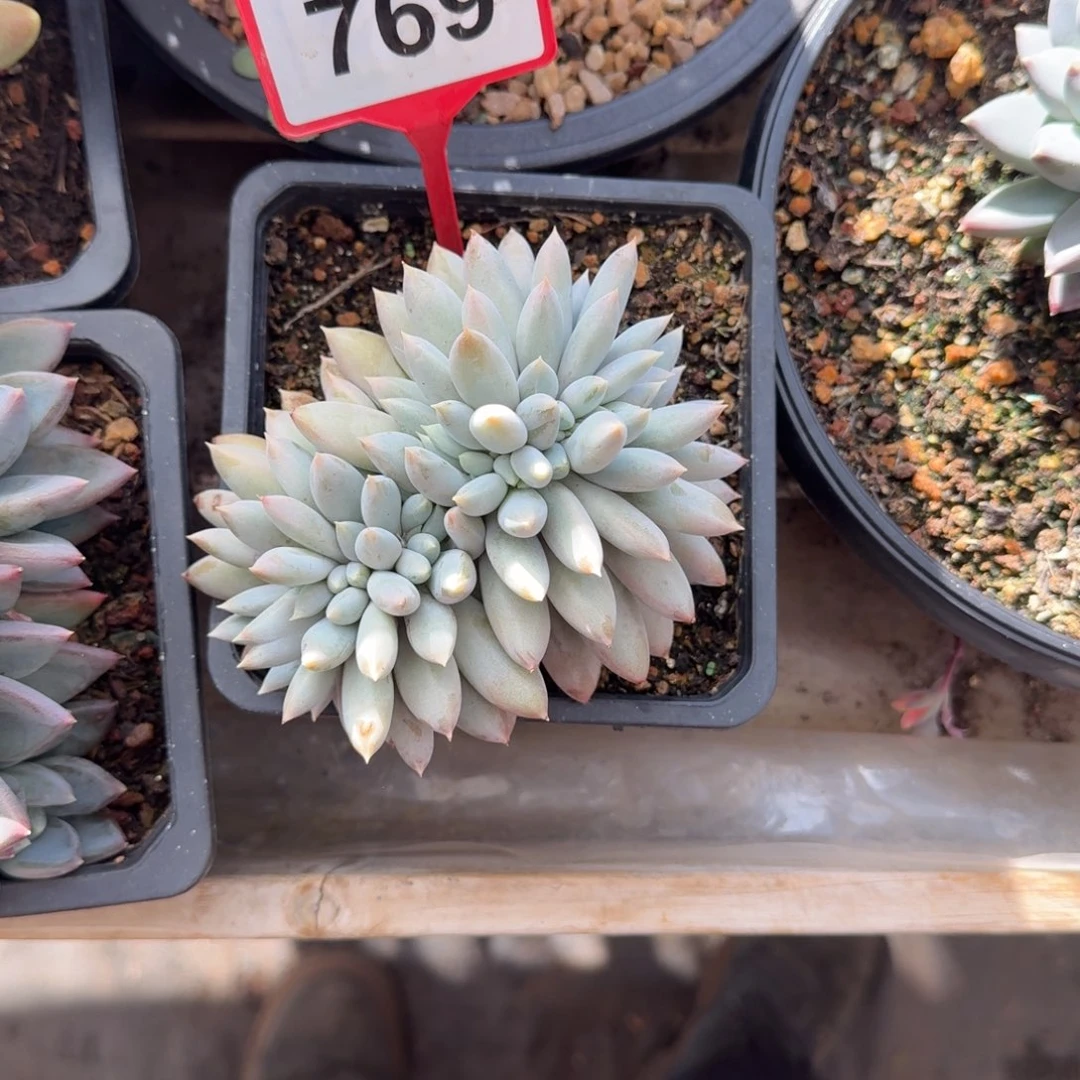 多肉植物彩胖体哥特缀769