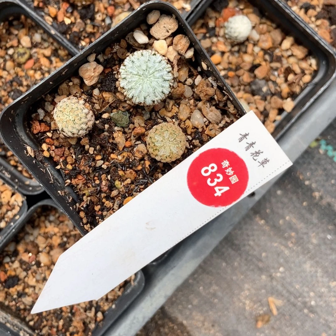 实生精巧殿三颗仙人球6688523