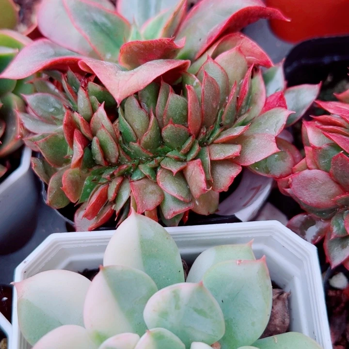 凤凰缀多肉植物多肉