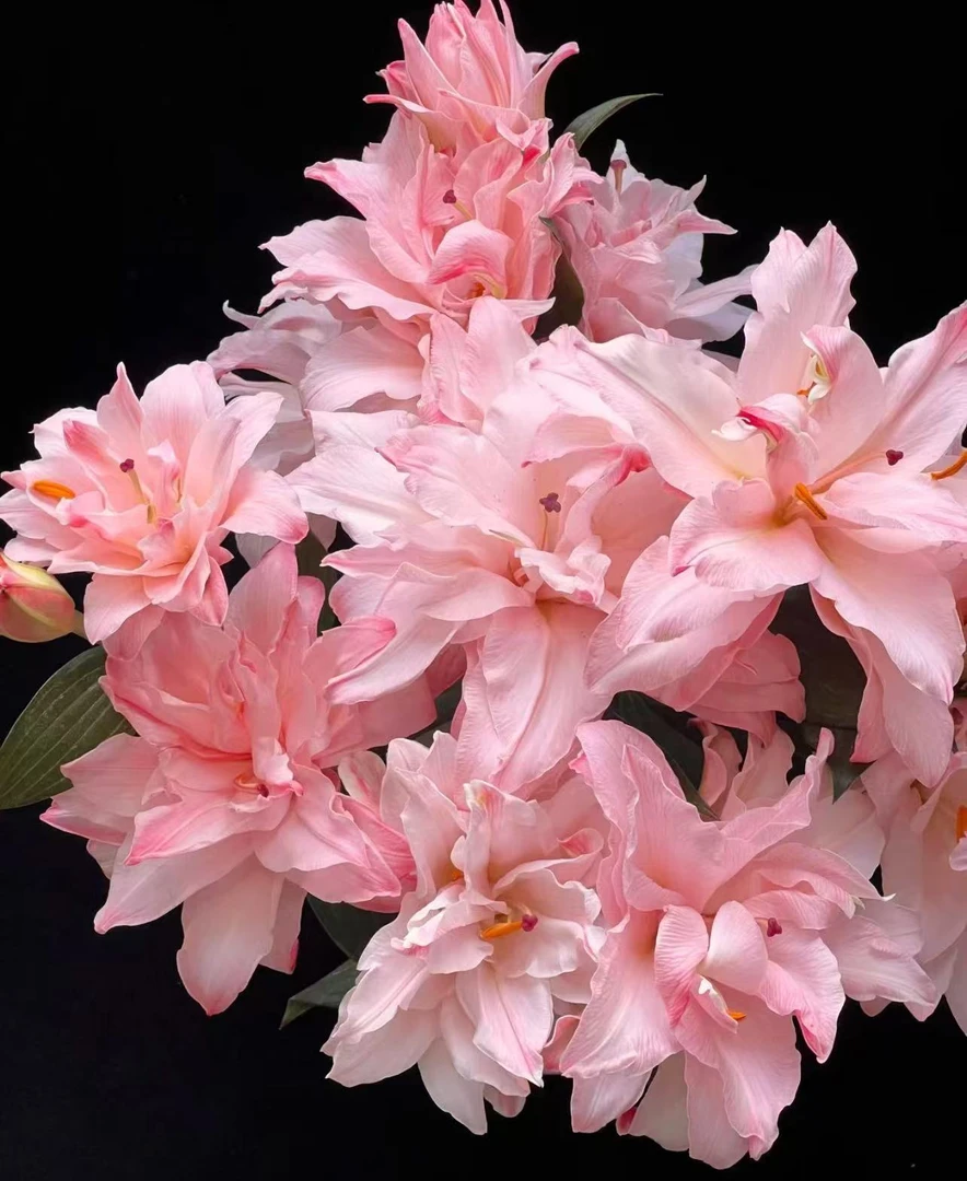 【牛牛鲜花】SS级布朗尼多头百合 云南基地现采现发 一单顺丰冷链