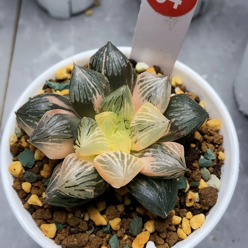 【闪购商品】玉潭锦54