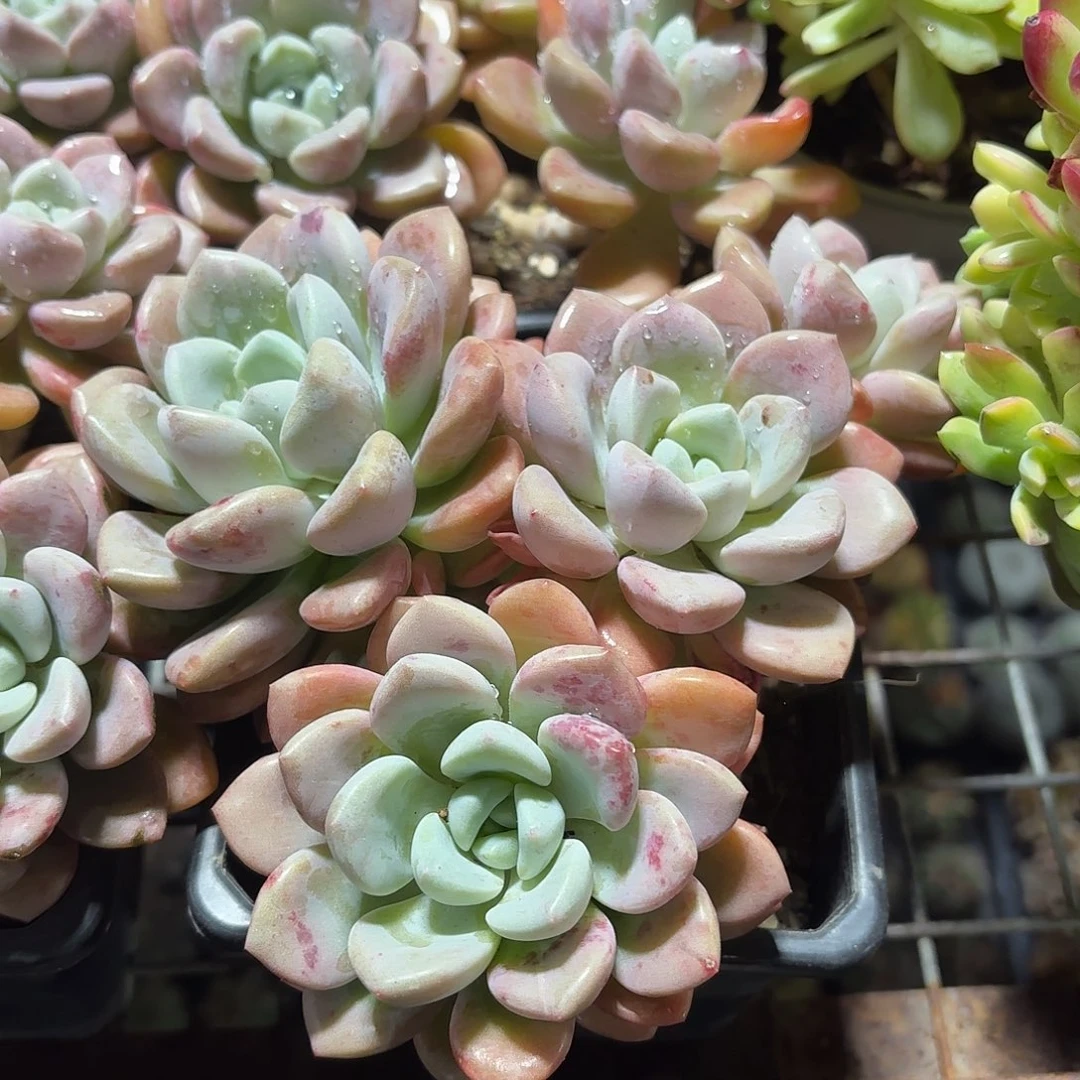 花斑鹿多肉整群12㎝盆