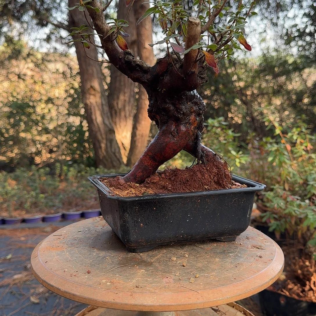 无花朵映山红盆景素材