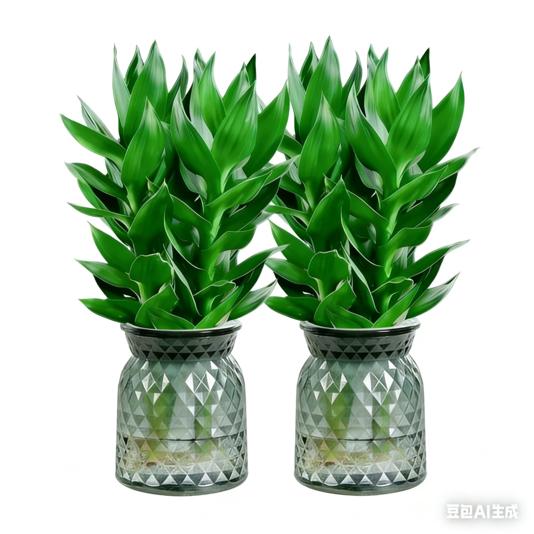 【2盆装】水培观音竹室内四季绿色办公桌客厅室内盆栽好养绿植