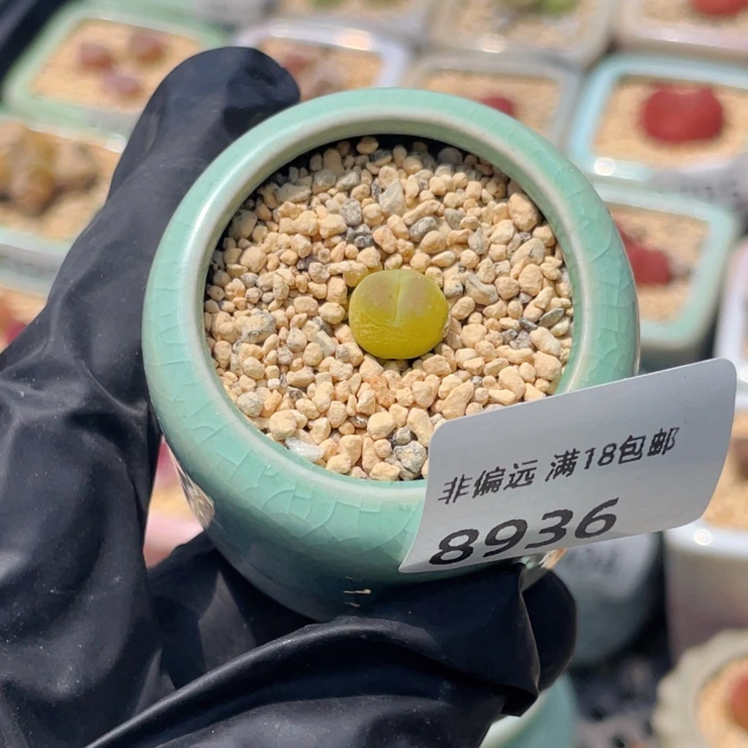 无花朵派*星8936--一物一拍 带盆