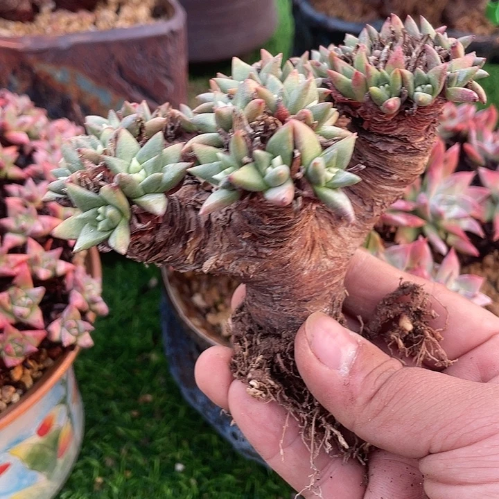 绿菊粗桩35头福利