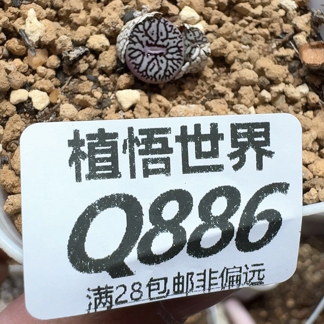 的润泽的人心之地方
