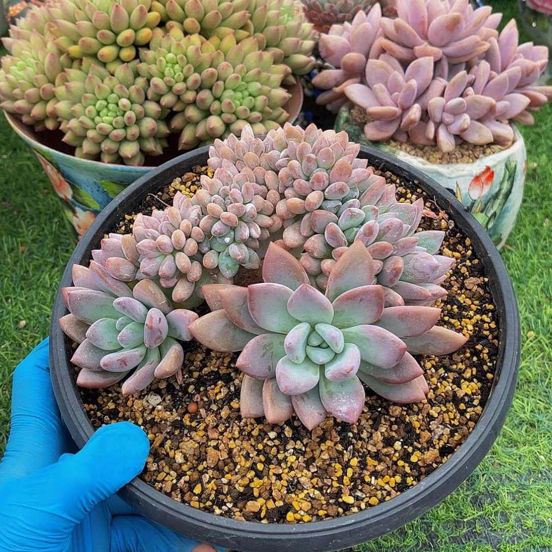 奥普树树一物一拍