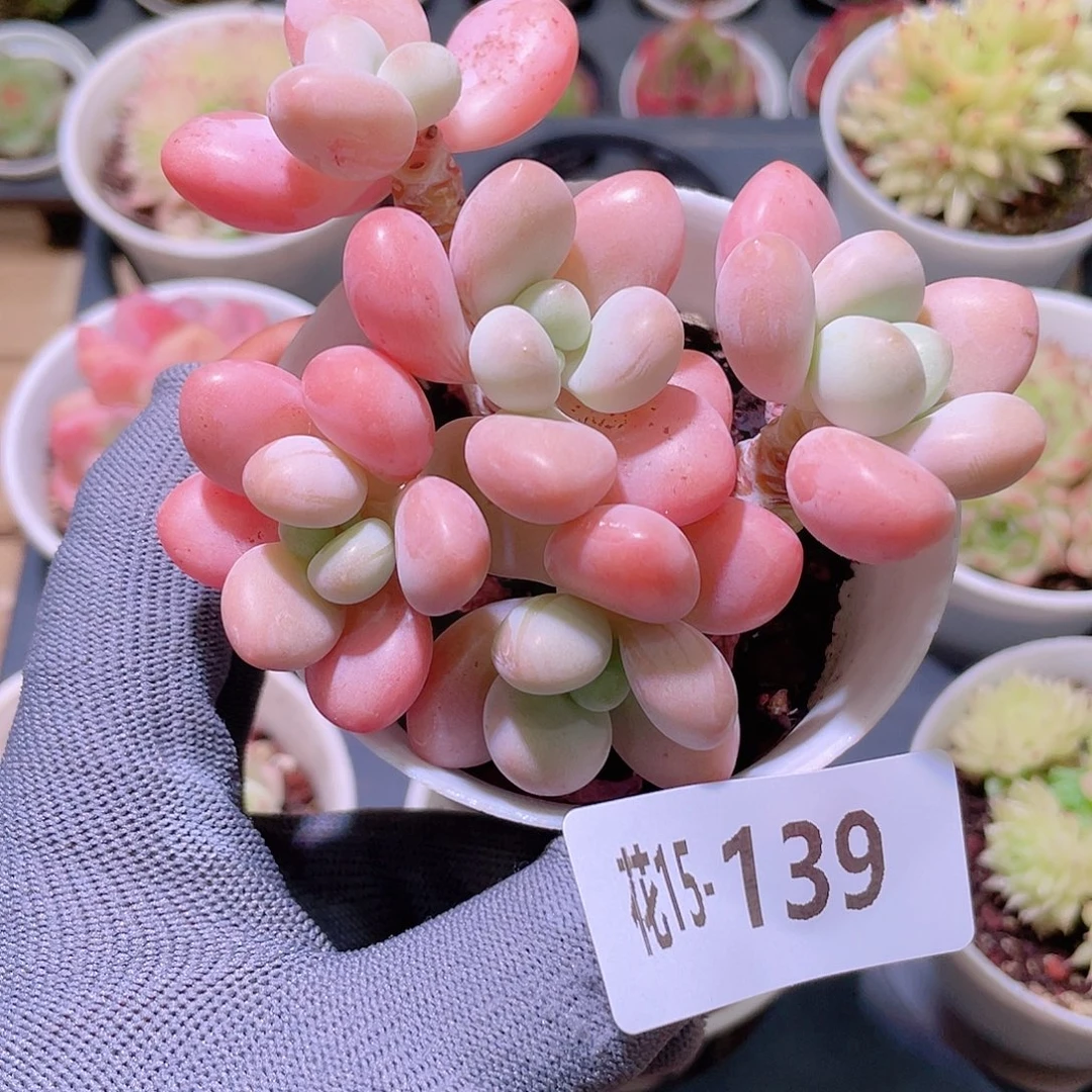 花利美15-139洛神群