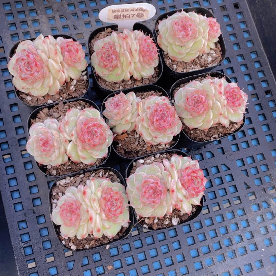 量拍7号圆叶睫毛荧石珍妮双头一个