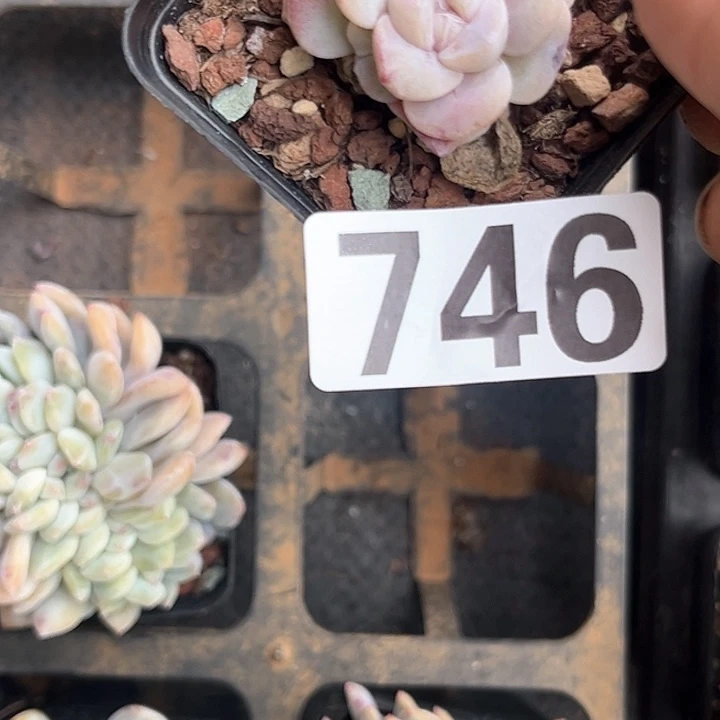 骑****象多肉植物一物一拍