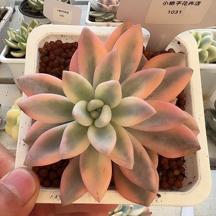 1031号彩色奥普锦多肉
