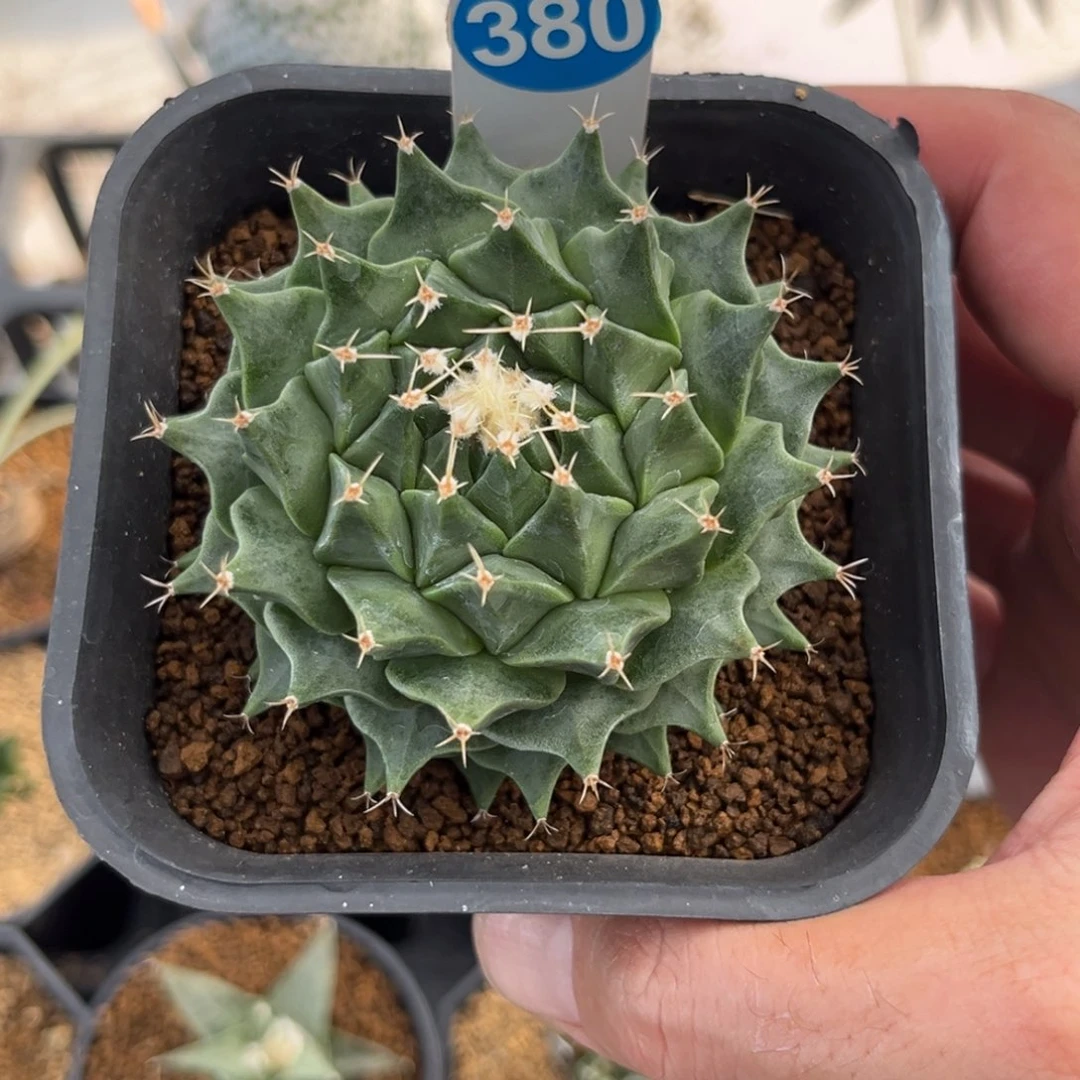 380实生帝冠带盆带土