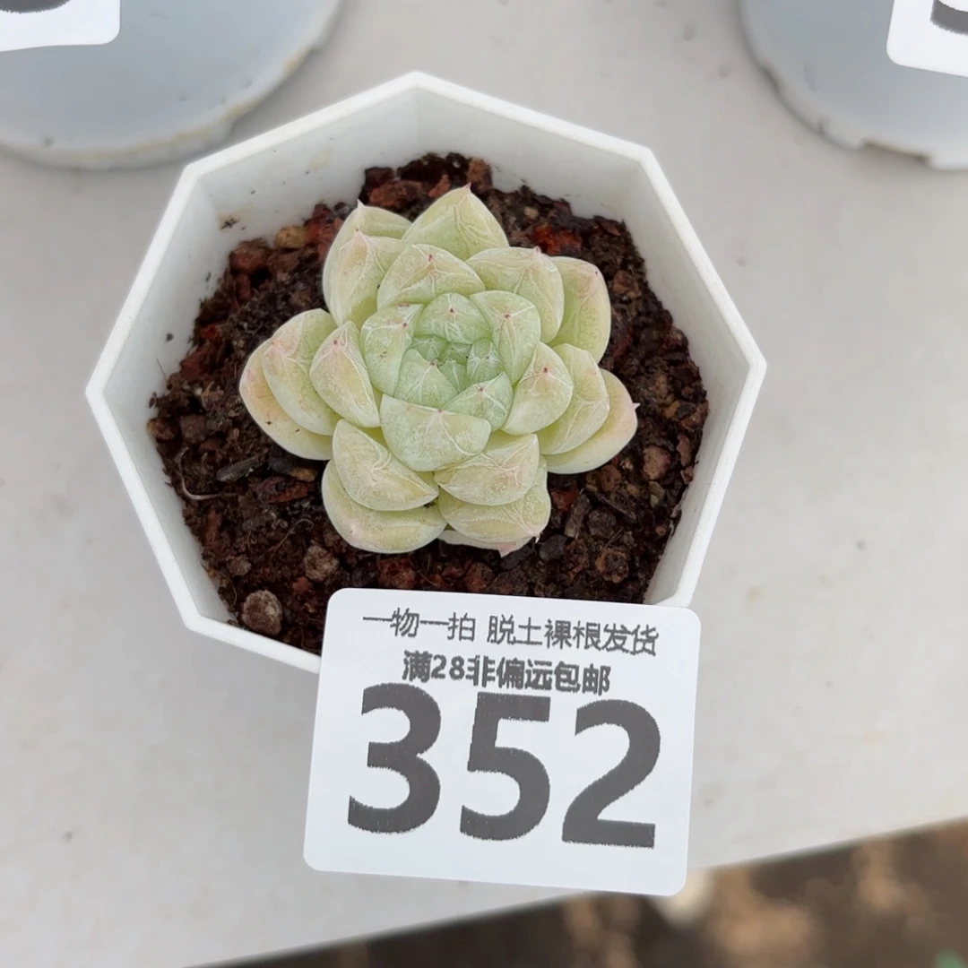 白卡单头无盆土发货