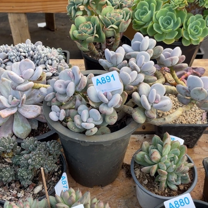 哈哈哈哈哈哈哈哈891