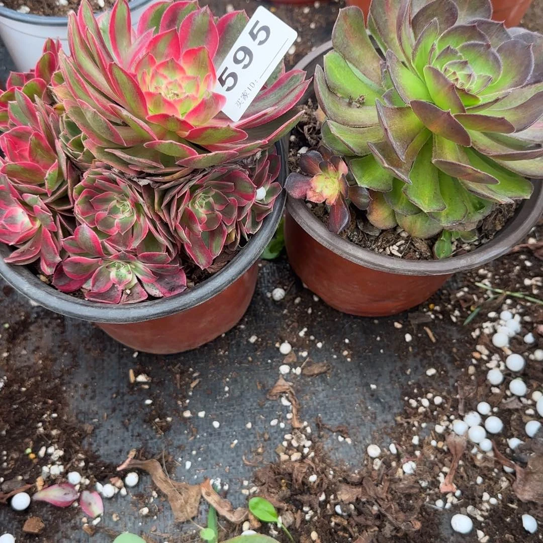 洪***艺两颗多肉植物0595