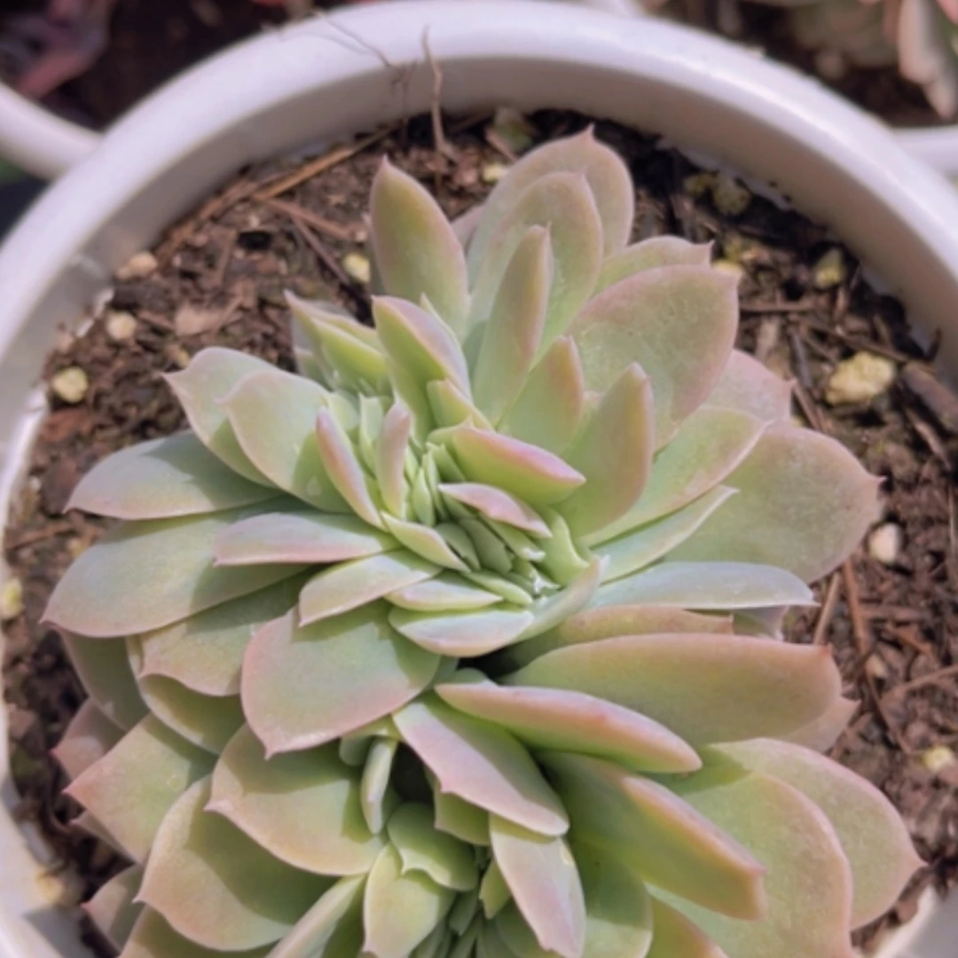 【闪购商品】星纳塔缀2062