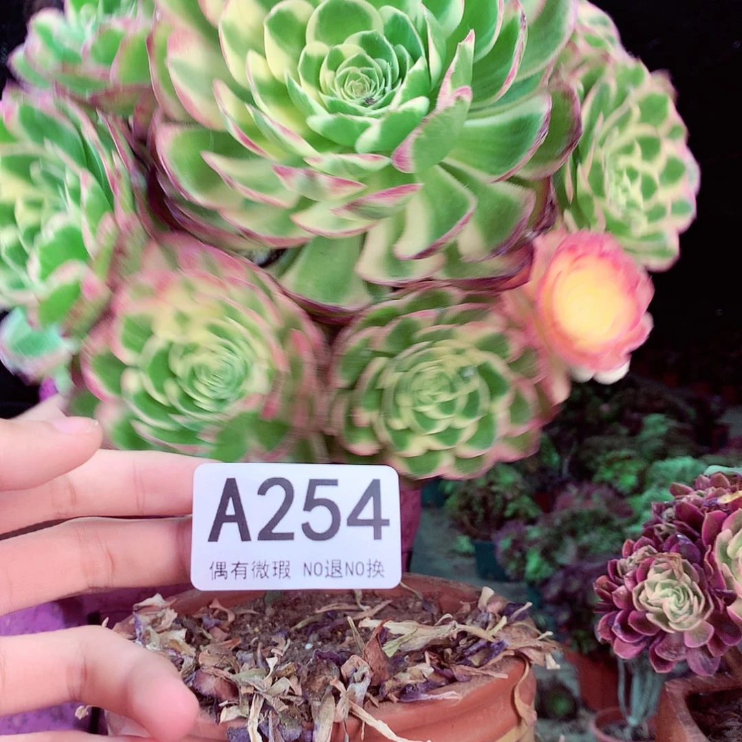 无花朵柒哥多肉法师不包侧断枝254