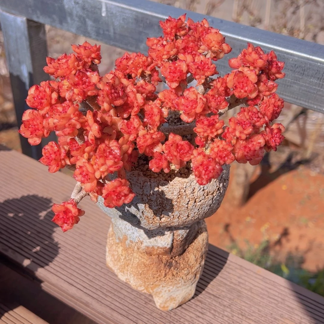 奇***源一物一拍多肉植物