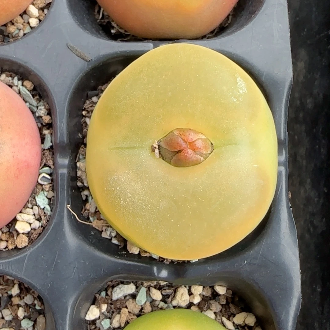 咔***块大蟠桃 运费已减 盆口3cm