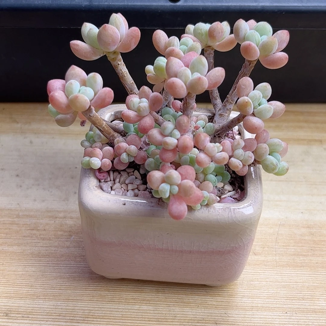 多肉植物达芙妮一物一拍1号