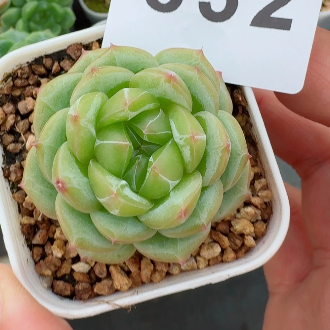 暗纹            精美多肉植物