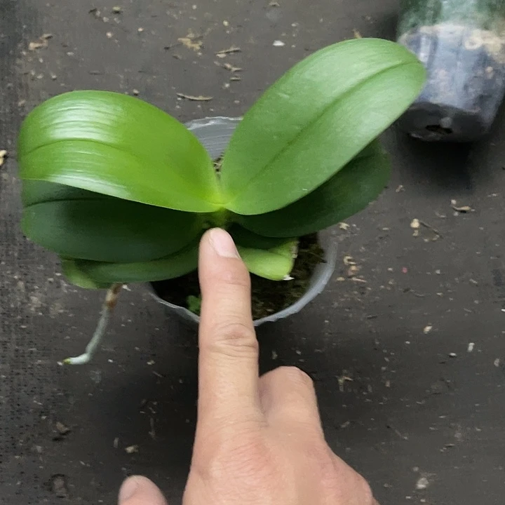 当前无花栽培后可以开花黑莓3.0带剑