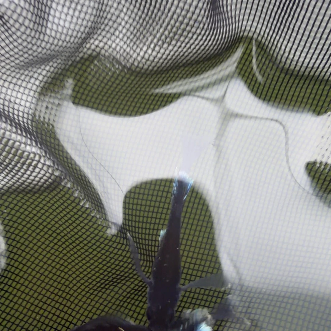 青鳉鱼编号 3 天目真长气一对