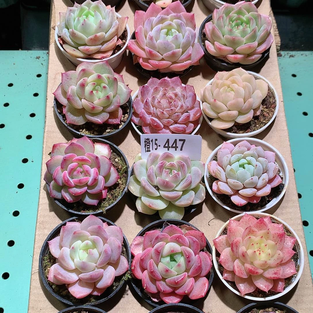 15-447一物一拍带盆18颗