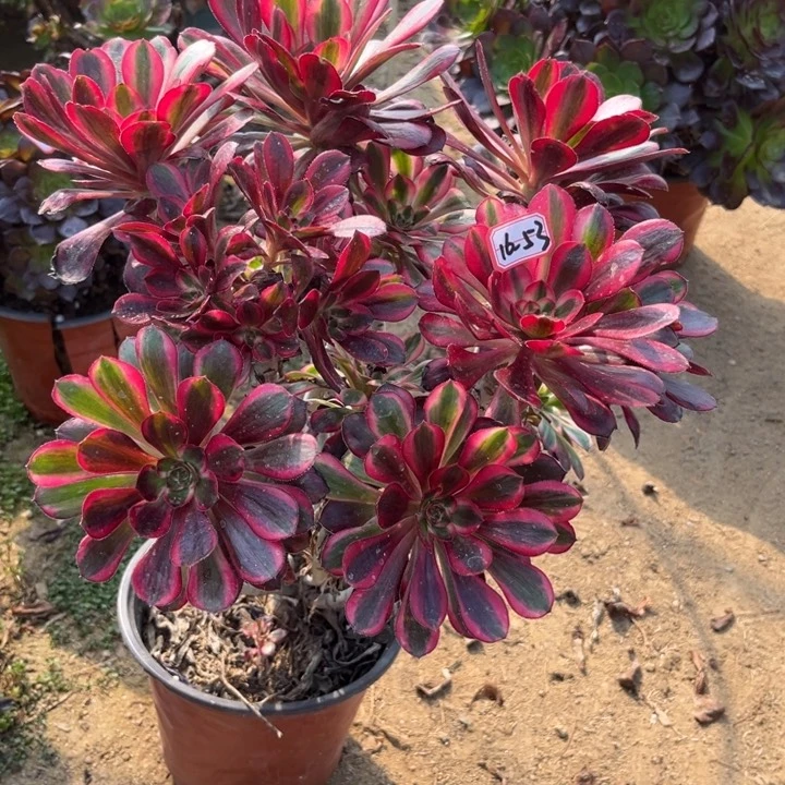 16-53丽娜朵朵多肉植物