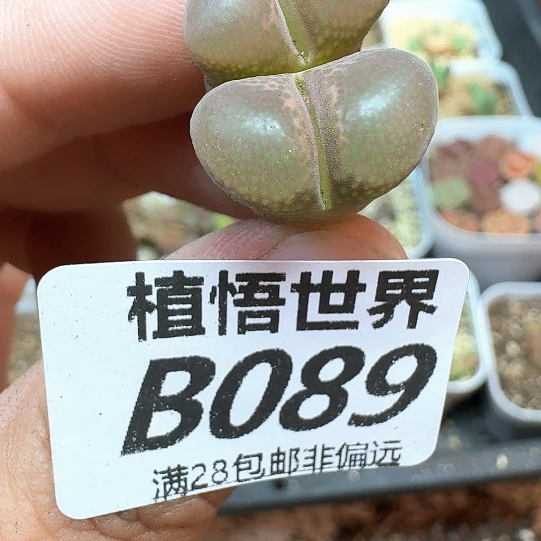 多肉植物的润泽额f f