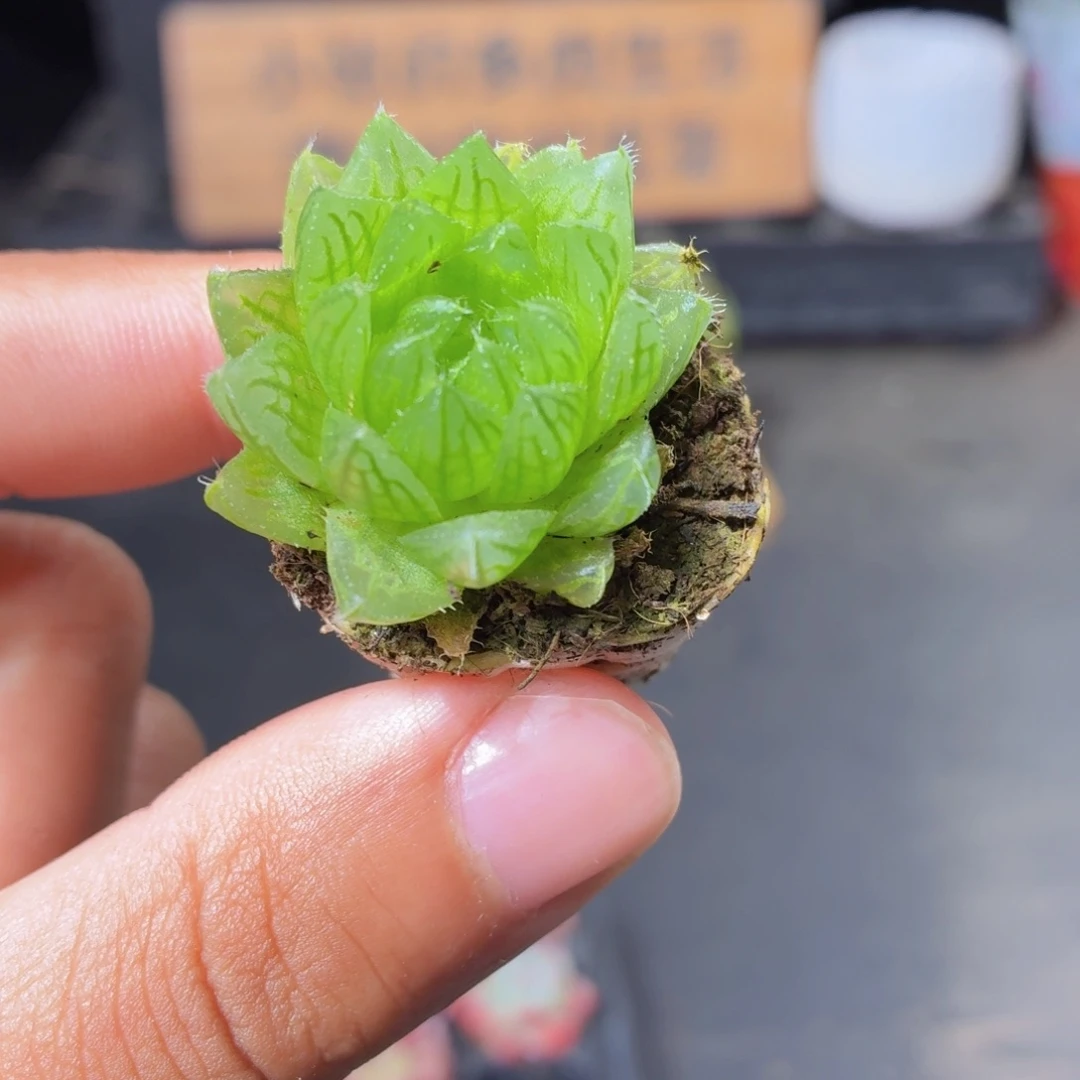 樱水晶多肉9.9包邮发货
