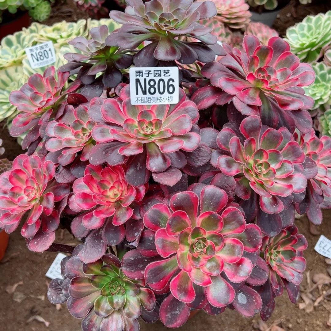 806香奈儿尺寸35左右