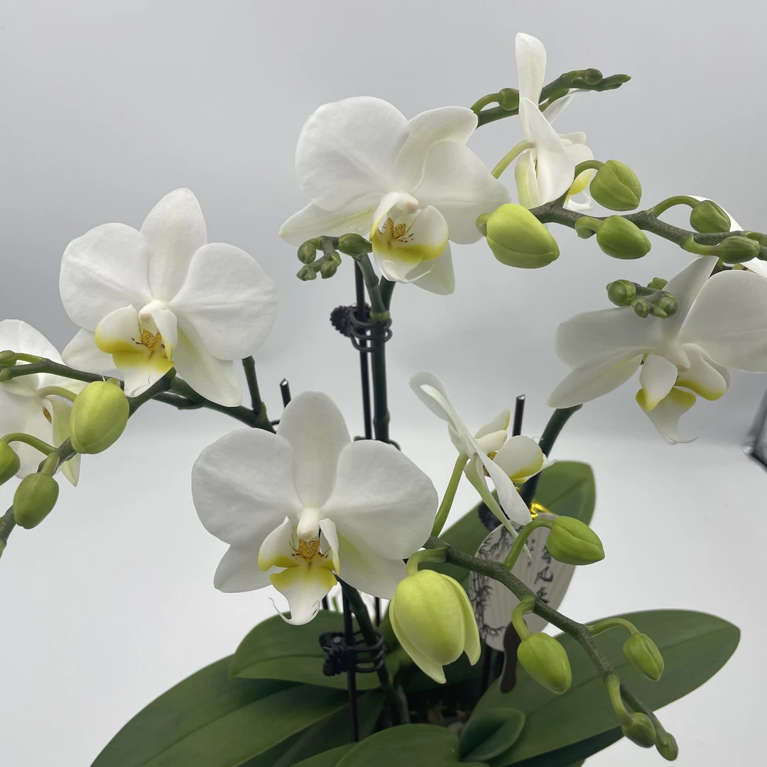 【比安卡】蝴蝶兰室内年宵花鲜花绿植送礼亲戚礼物盆栽乔迁