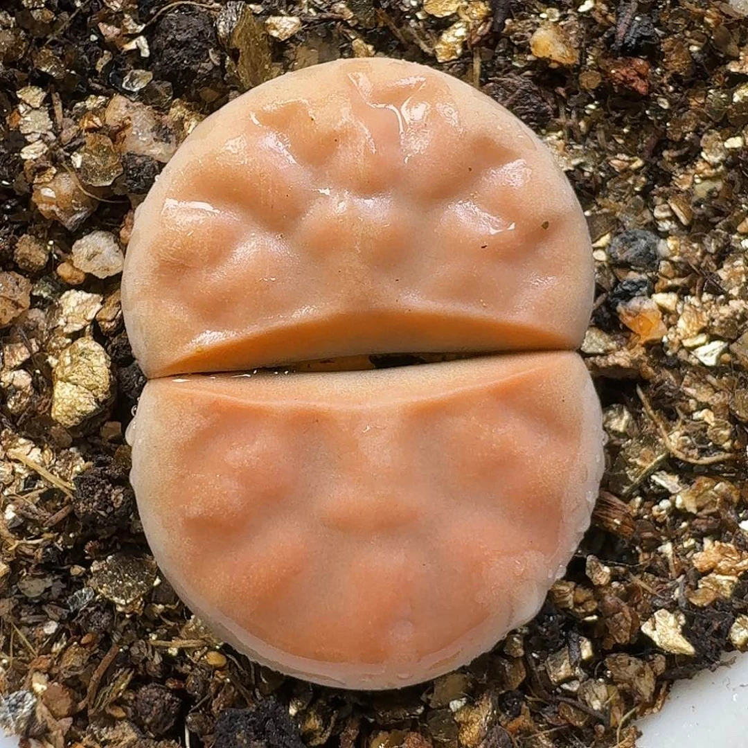 生石花111111。  187