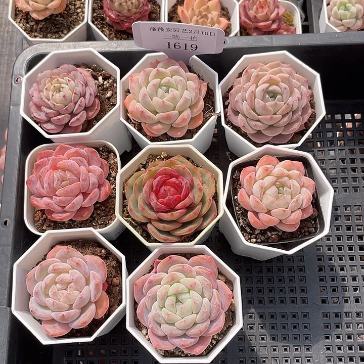 薇薇安园艺多肉1619
