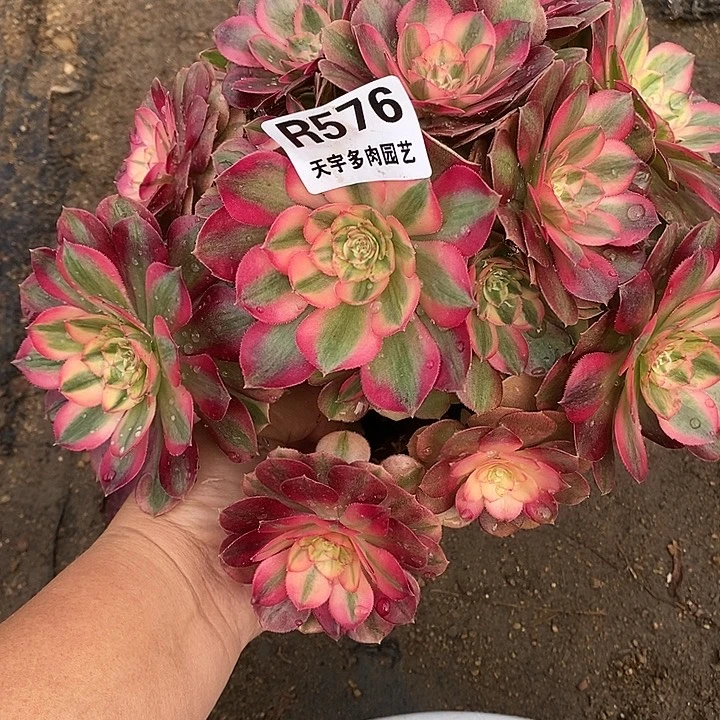 多肉植物火龙果576多肉