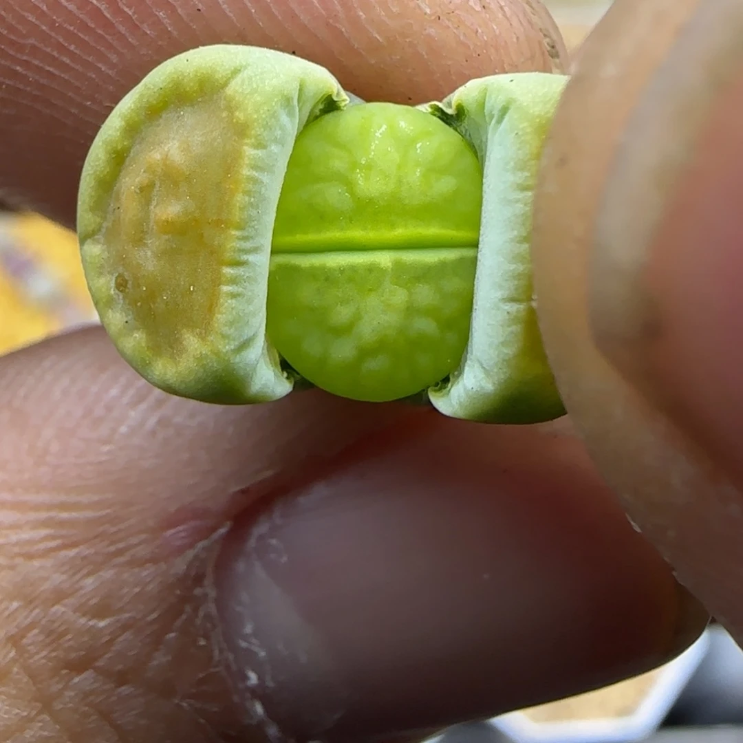 524 生石花大棚直播