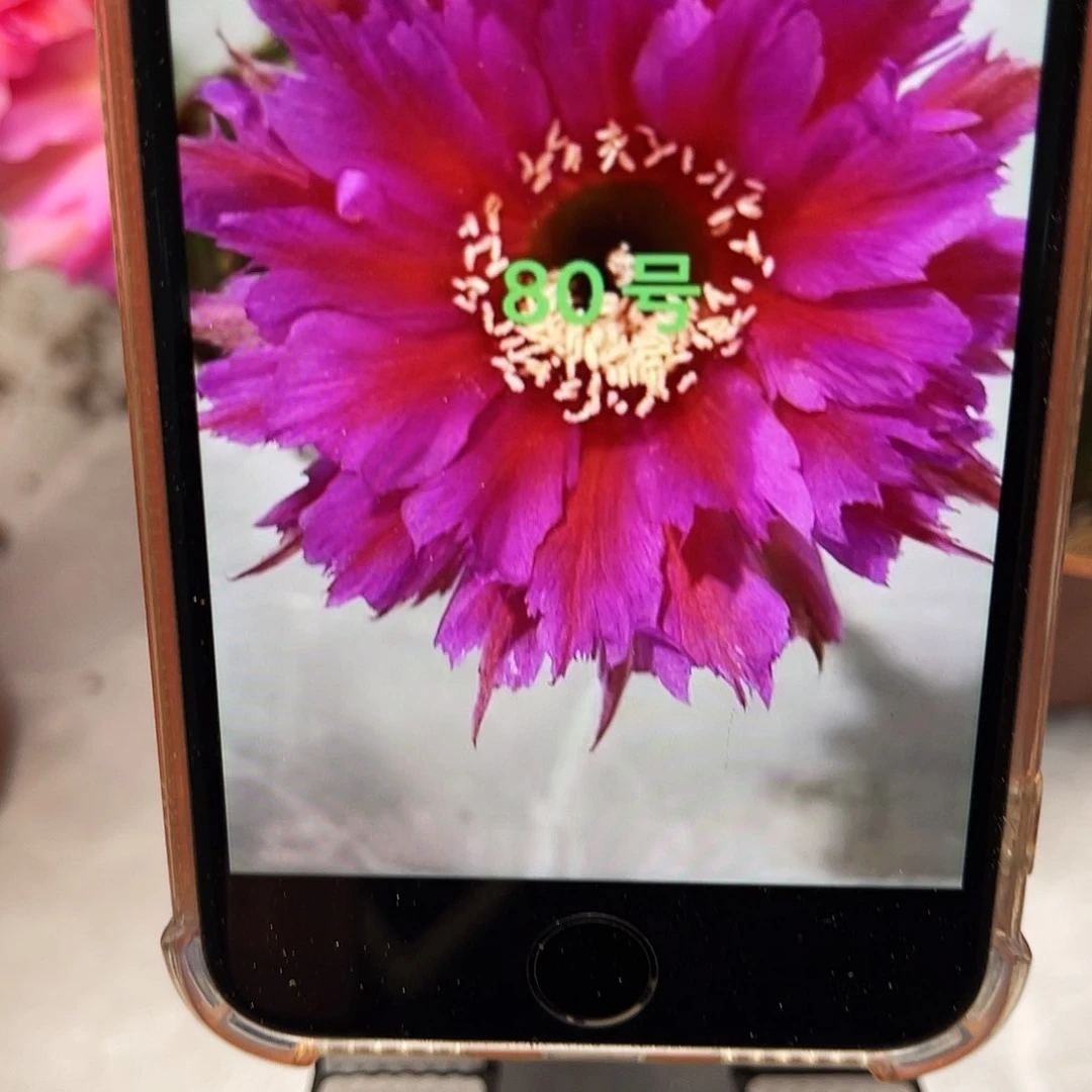 彩草80号羽毛6-7公分左右