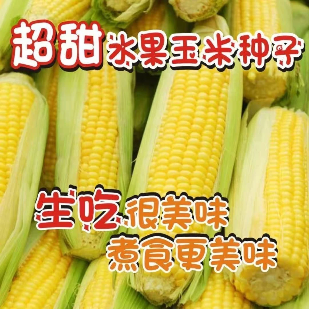 超甜黄水果玉米种子高产早熟甜玉米甜苞米籽夏播春播大棒玉米种子