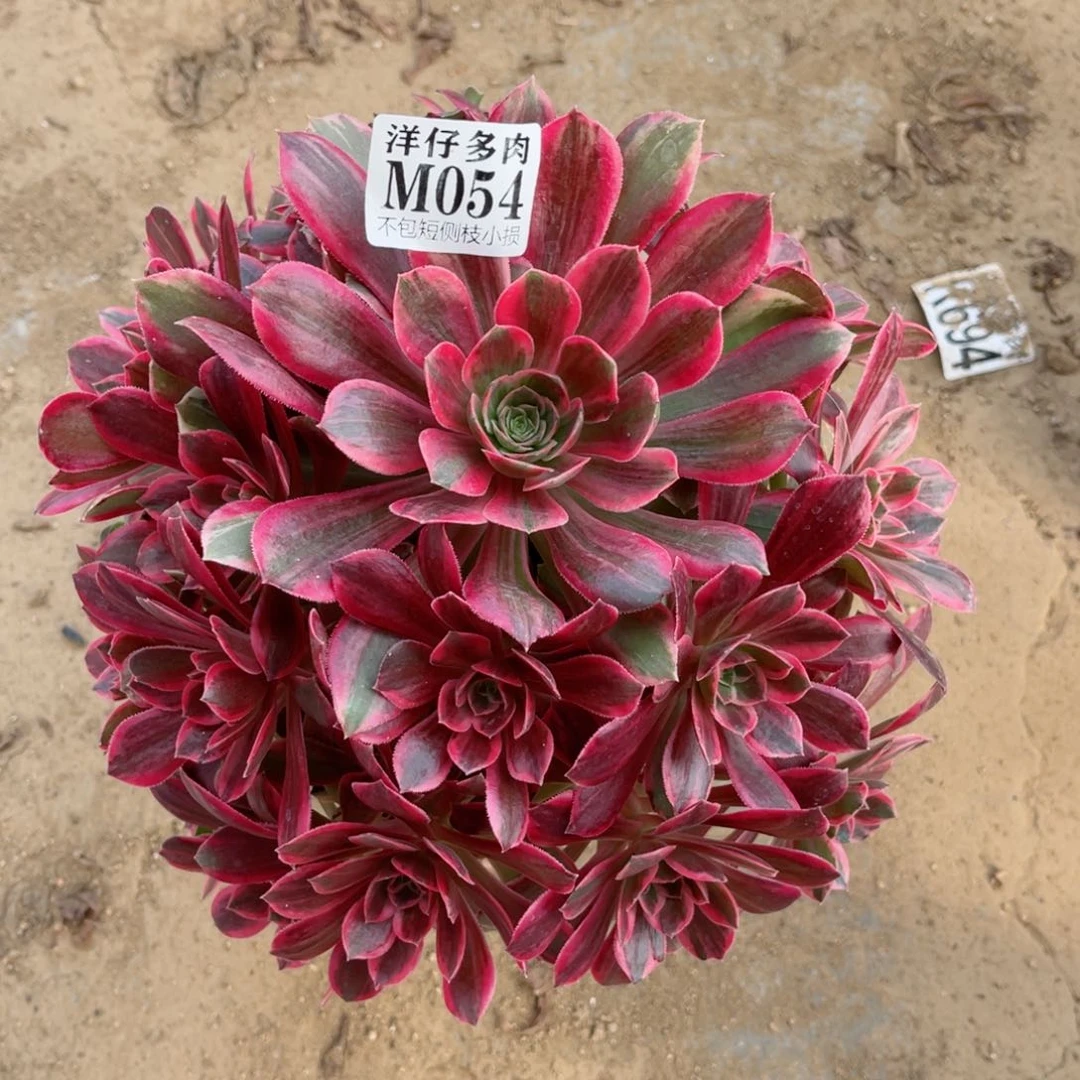 054浣纱 修枝特价 冠幅25左右