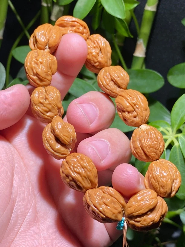 小白狮子异形编号555