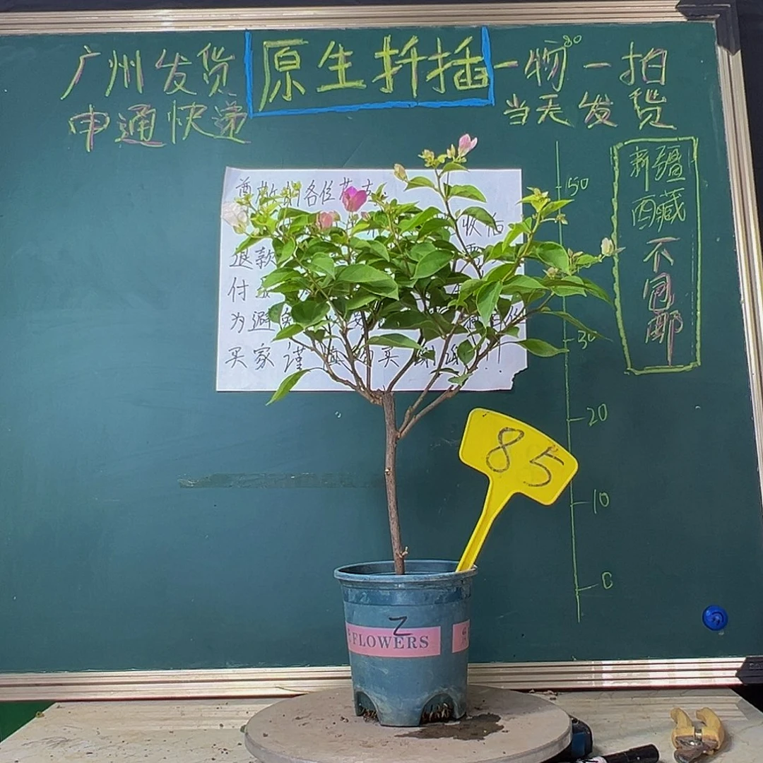 当前无花栽培后可以开花漳红樱85